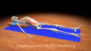 Diaphragmatic Belly Breathing [upl. by Treblih]