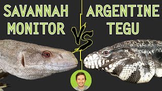 Savannah Monitor vs Argentine Tegu  Head To Head [upl. by Auoh421]