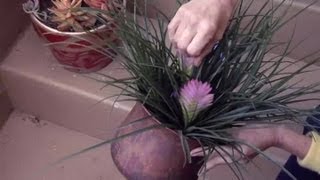 How to Grow Tillandsia Cyanea  Gardening Advice [upl. by Elia]