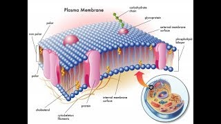 Microbiology of Plasma Membrane [upl. by Jacquelyn]