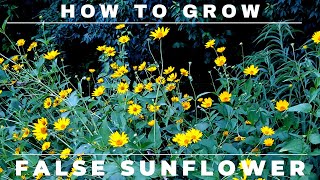 Heliopsis  How to Grow False Sunflower [upl. by Illac]