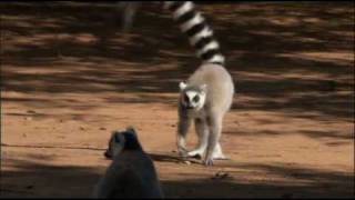 The Ringtailed Lemur [upl. by Cardie]