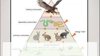 Producers Consumers Decomposers [upl. by Gan]