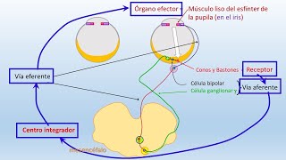 Reflejos somáticos y autónomos [upl. by Ailaham]