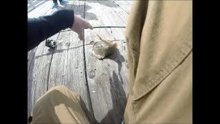 STUNG BY A STINGRAY INSANE FOOTAGE [upl. by Nelaf]