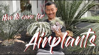 Tillandsia  Airplants care and propagation [upl. by Rachael]