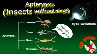 Insect Orders Part 1 Apterygota  Insects Without Wings  By Dr Imran Khatri [upl. by Nofets]