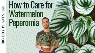 Watermelon Peperomia Care and Propagation 2 Methods [upl. by Adnuahsar928]