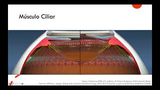 Anatomia del cuerpo ciliar y fisiologia del humor acuoso [upl. by Nauwaj216]