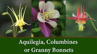 Aquilegia Columbine Plants or Granny Bonnet Plants [upl. by Rumery149]