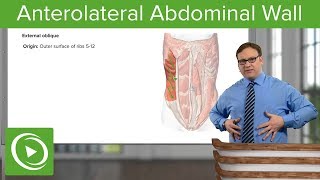 Anterolateral Abdominal Wall – Anatomy  Lecturio [upl. by Moynahan]