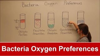 Bacteria Oxygen Requirements [upl. by Adnaluy]