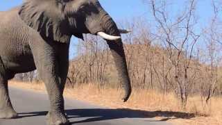 Elephant speaking loud amp clear in Kruger Park South Africa [upl. by Ynnaffit]