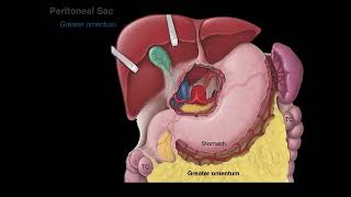 Peritoneum tutorial [upl. by Sul54]