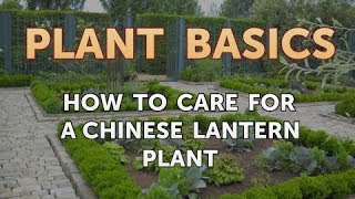 How to Care for a Chinese Lantern Plant [upl. by Ycam]