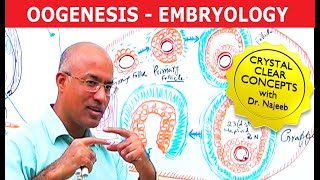 Oogenesis  Gametogenesis  Embryology🩺 [upl. by Shanon]