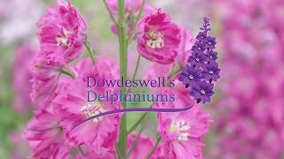 Dowdeswells Delphiniums Seed Germination Tips [upl. by Nogam]