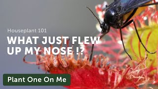 Houseplant 101 How to Control and Eradicate Fungus Gnats — Ep 124 [upl. by Graf488]