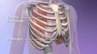 Mechanical Ventilator Lung Mechanics PEEP CPAP ACMV [upl. by Cissej]