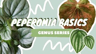 PEPEROMIA PLANT CARE  COLLECTION  houseplant genus series [upl. by Fin]