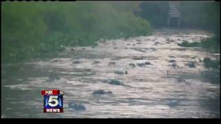 Alligators in South Georgia [upl. by Eciruam]