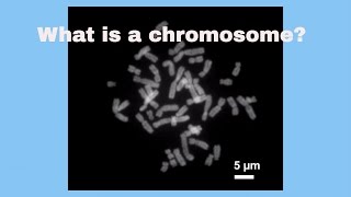 Chromosomes [upl. by Notlrahc937]