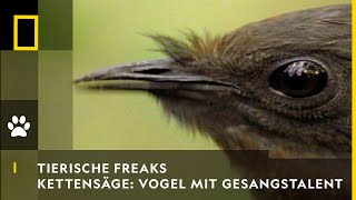 TIERISCHE FREAKS  Kettensäge amp Autoalarm Vogel mit Gesangstalent  National Geographic [upl. by Ehman]