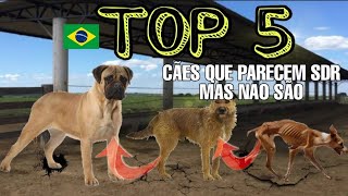 short 5 CÃES BRASILEIROS CONFUNDIDOS COM quotVIRA LATASquot sdr [upl. by Quinby]