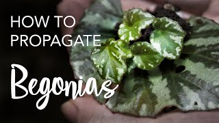 How to Propagate Begonias from leaves and stem cuttings [upl. by Quillon]