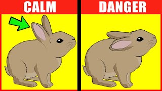 Rabbit Body Language Explained [upl. by Eelam]