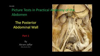 Picture Tests in Anatomy  Abdomen  Posterior Wall 1 [upl. by Aisayn]