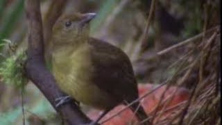 Animal Behaviour of the Australian bowerbird  David Attenborough  BBC wildlife [upl. by Omidyar]