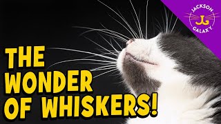 Why Do Cats Have Whiskers [upl. by Honoria]