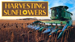 How to Harvest Sunflowers [upl. by Fernald]