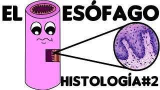 Histología del Esófago 2 Histología Específica [upl. by Wellesley299]