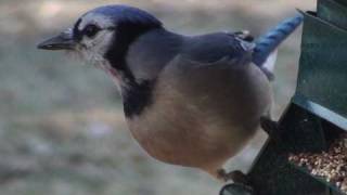 Blue Jay  HD MiniDocumentary [upl. by Zhang]