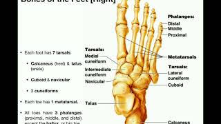 Anatomy  Specific Bones of the Feet [upl. by Ettennig]