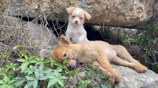 The cry for help of two dogs abandoned by their cruel owner on the side of the road and I saved them [upl. by Aynosal]