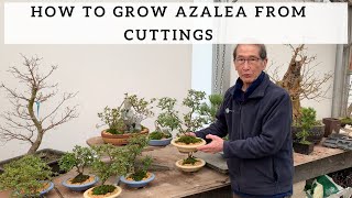 How to Grow Azalea from Cuttings [upl. by Feinleib]