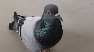 Pigeon Sound Effect Ultra High Quality [upl. by Surtimed]