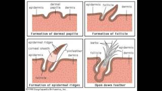 The Integumentary System  The Dermis amp Hypodermis [upl. by Chadbourne]