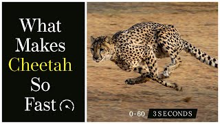 What Makes Cheetah Run So Fast  Cheetah Speed Explained [upl. by Aniroc282]