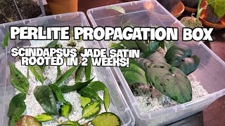 Best Plant Rooting Method Perlite  Plant Updates Maintenance And Potting [upl. by Konikow]