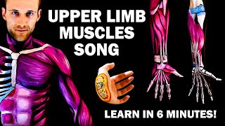 UPPER LIMB MUSCLES SONG Learn in 6 Minutes [upl. by Maidie]