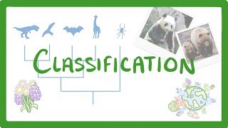 GCSE Biology  Classification 80 [upl. by Esther]