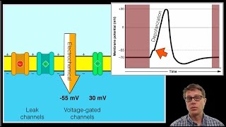 The Action Potential [upl. by Vasquez134]