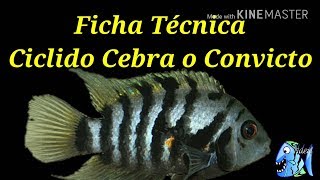 Ficha Técnica Ciclido Cebra ARCHOCENTRUS NIGROFASCIATUS [upl. by Naus]