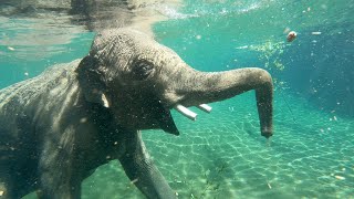 To Be An Elephant Frolicking In A Pool [upl. by Noxin]