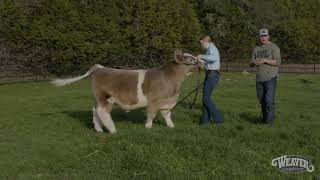 Showmanship The Right Way to Set Up A Calf [upl. by Ahsinnod]