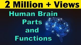 Human Brain  Parts amp Functions  Cerebrum amp Cerebellum  Biology  LetsTute [upl. by Lehcer]